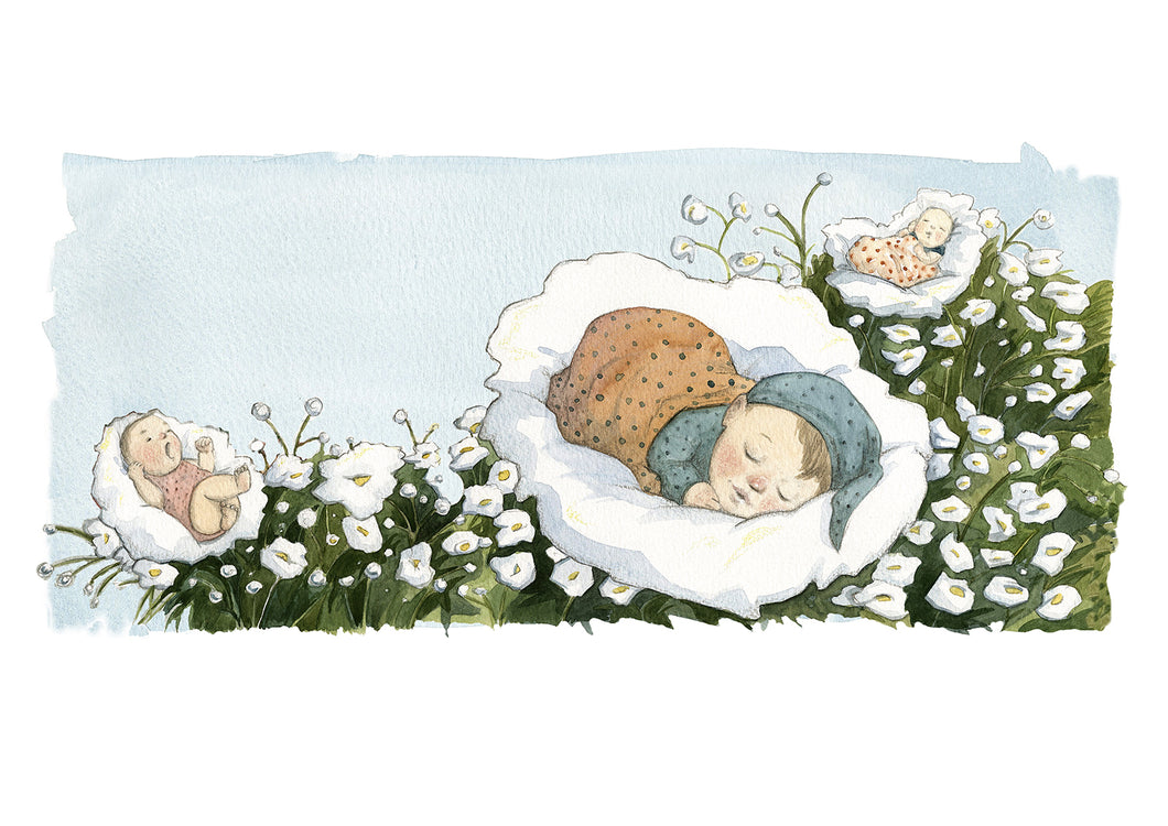 Svefnblómin / Babies Breath - Art Print