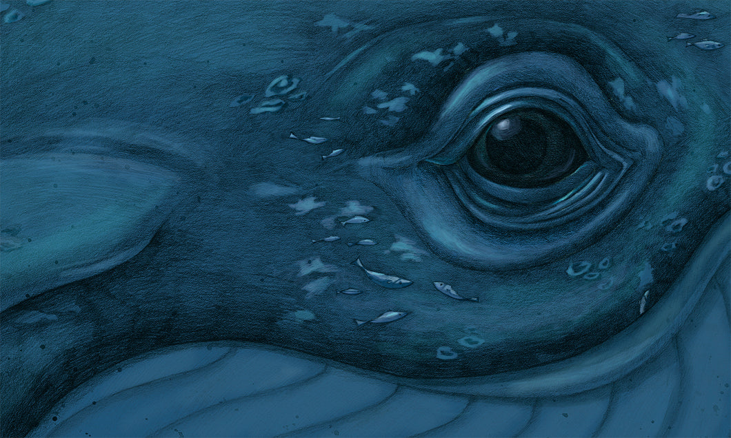 Hvalur / Whale - Fine Art Print