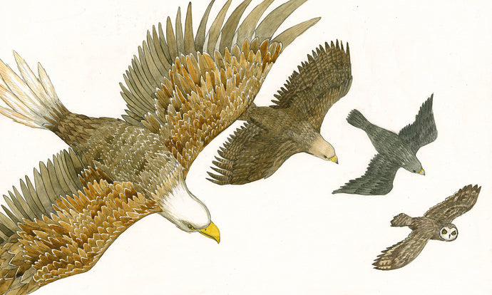 Ránfuglar / Birds of Prey - Fine Art Print